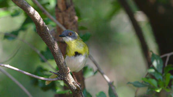 Image of Yellow-breasted Apalis