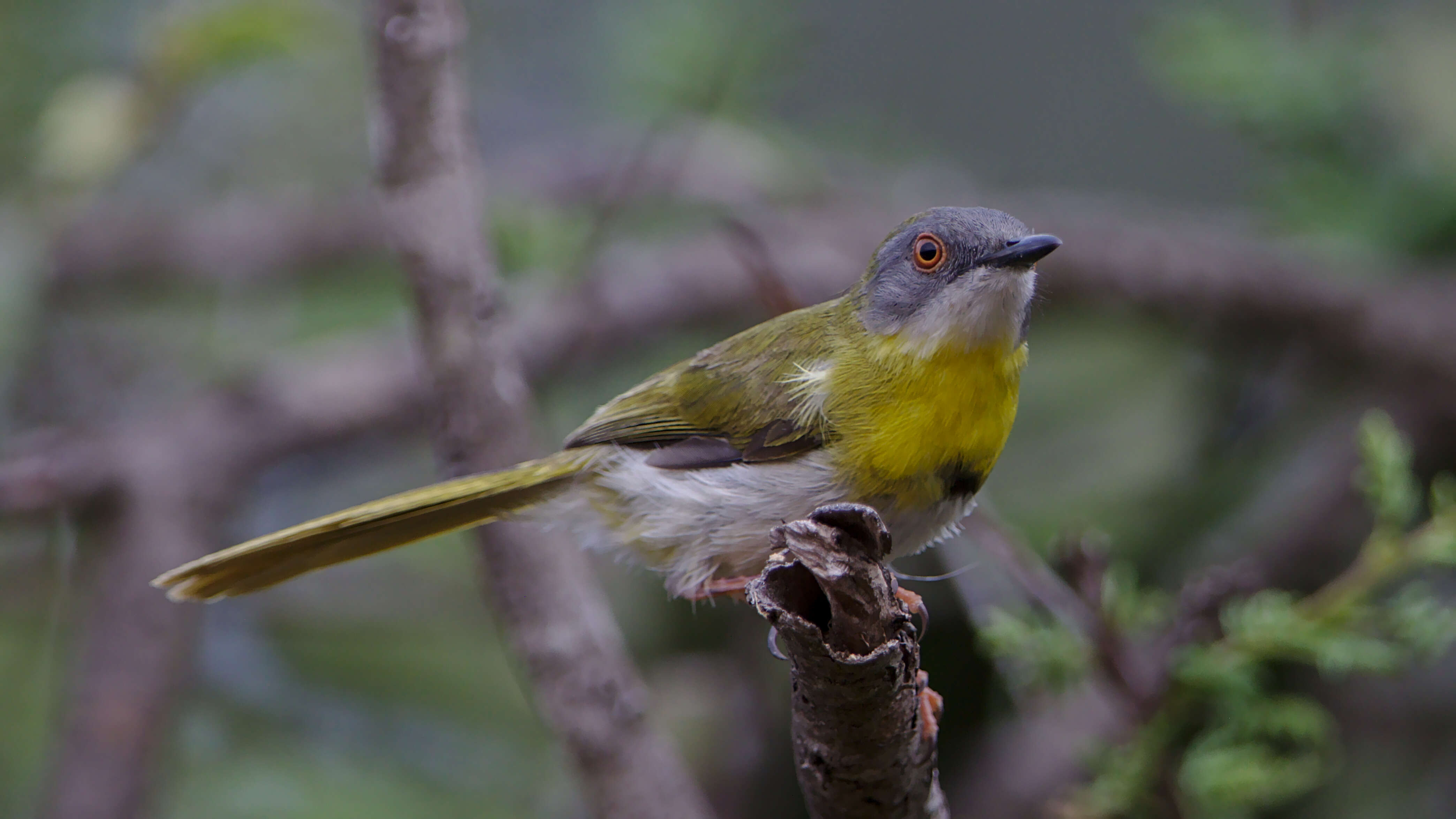 Image of Yellow-breasted Apalis