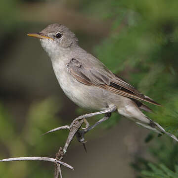 Imagem de Hippolais olivetorum (Strickland 1837)