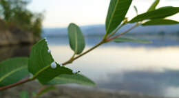 Image of Indian-hemp