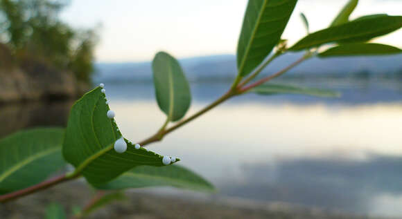 Plancia ëd Apocynum cannabinum L.