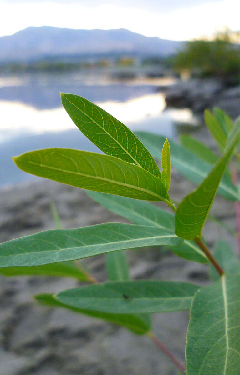 Image of Indian-hemp