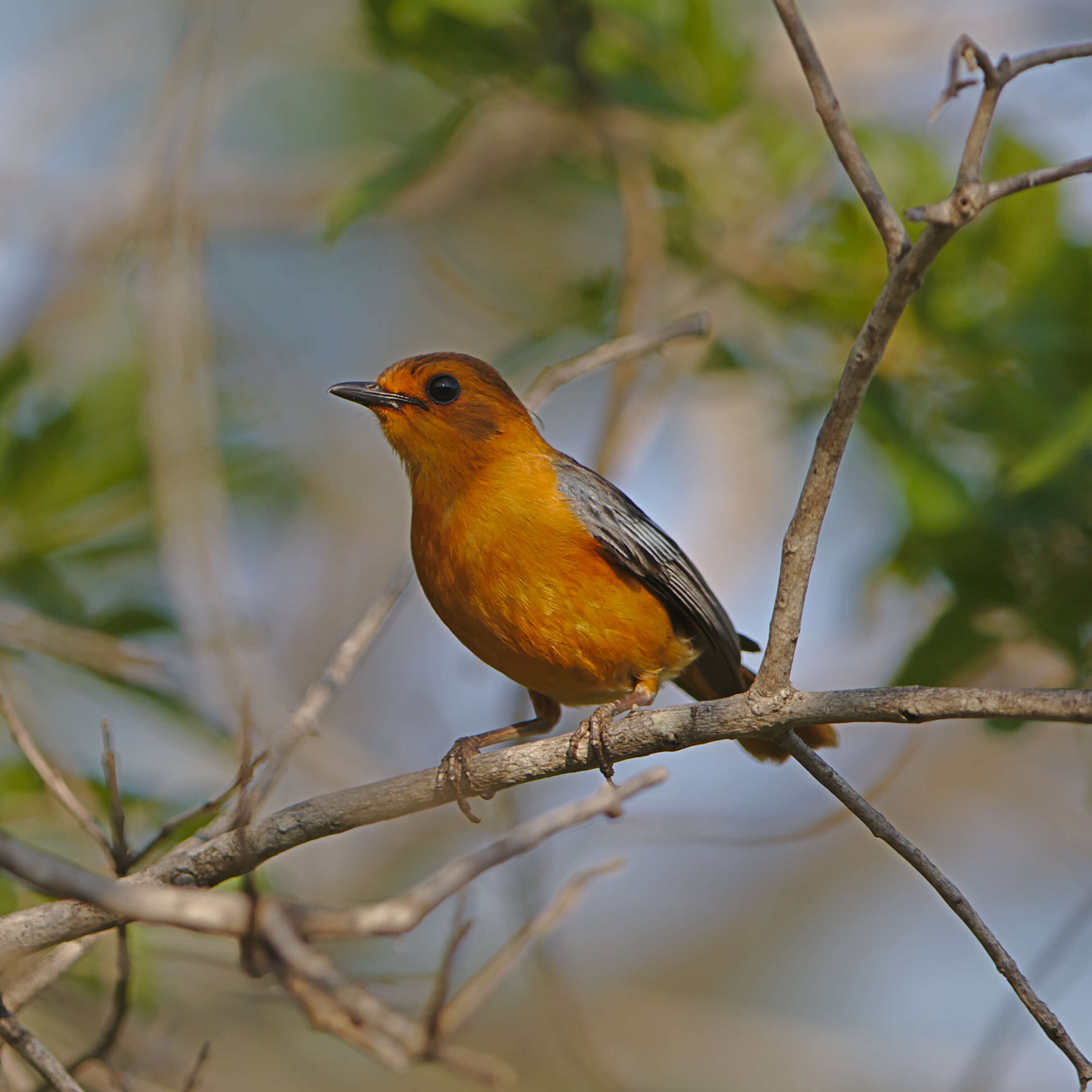 صورة Cossypha natalensis Smith & A 1840