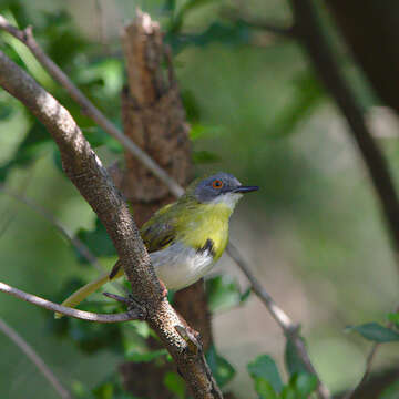 Image of Yellow-breasted Apalis