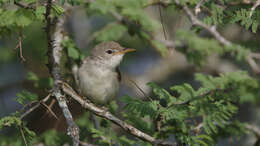 Image of Olive-tree Warbler