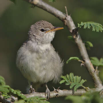 Imagem de Hippolais olivetorum (Strickland 1837)