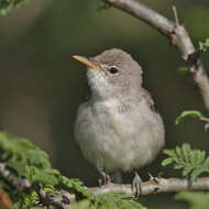 Image of Olive-tree Warbler