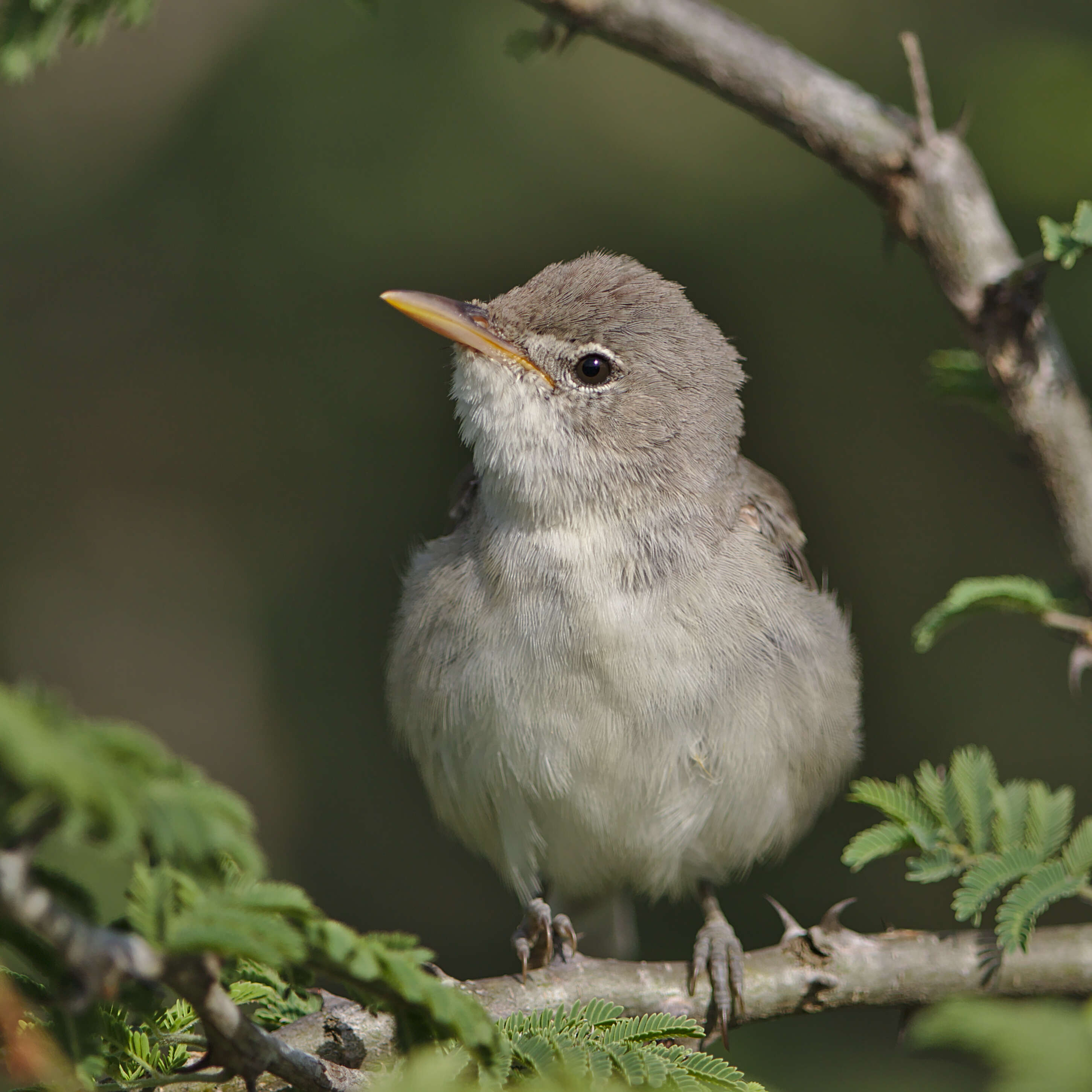 Image of Olive-tree Warbler