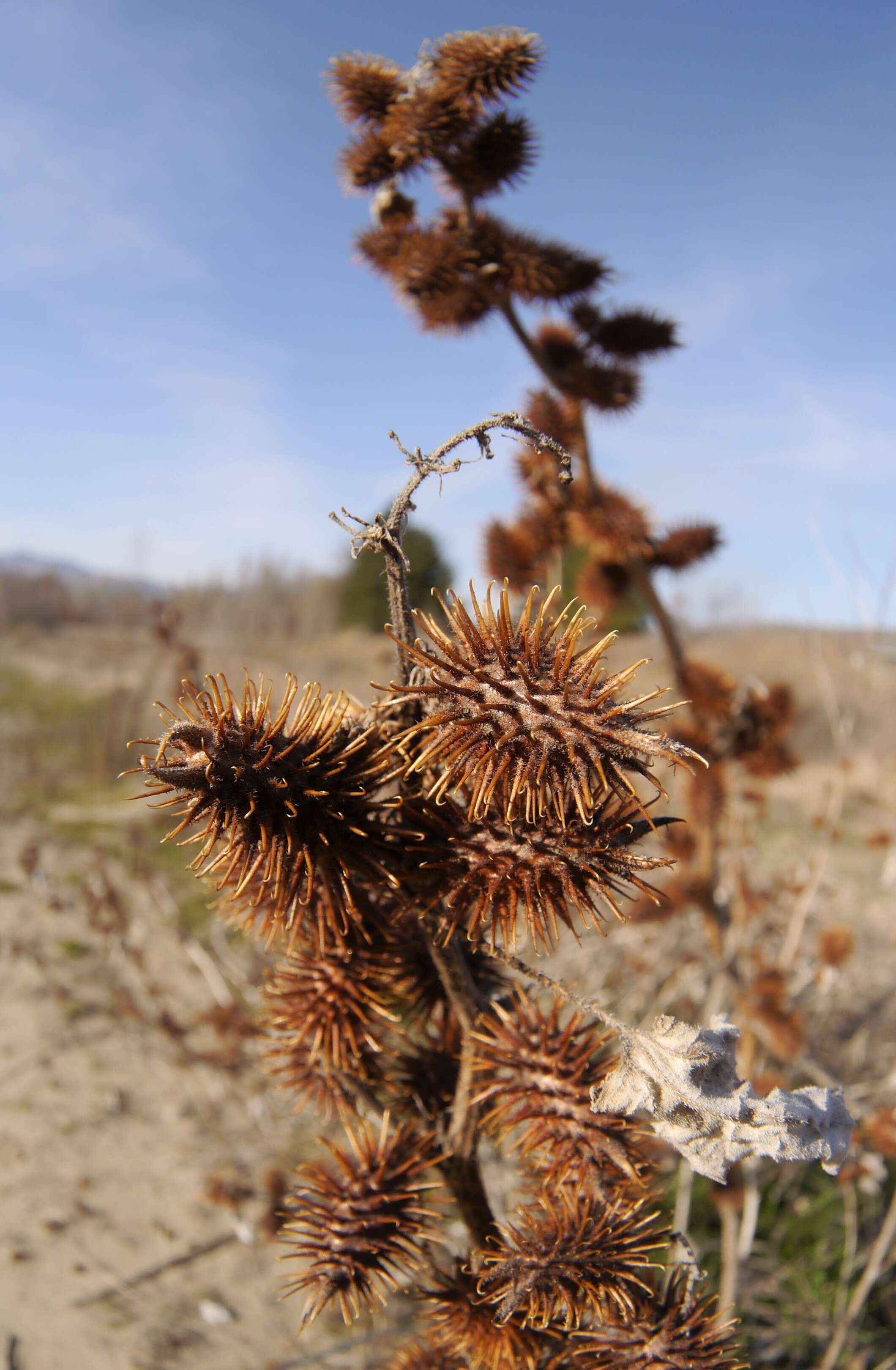 Image of common burdock