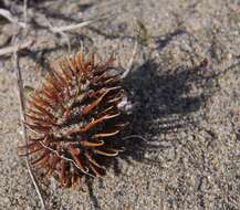 Image of common burdock