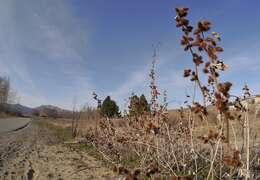 Image of common burdock