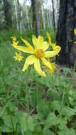 Image of heartleaf arnica