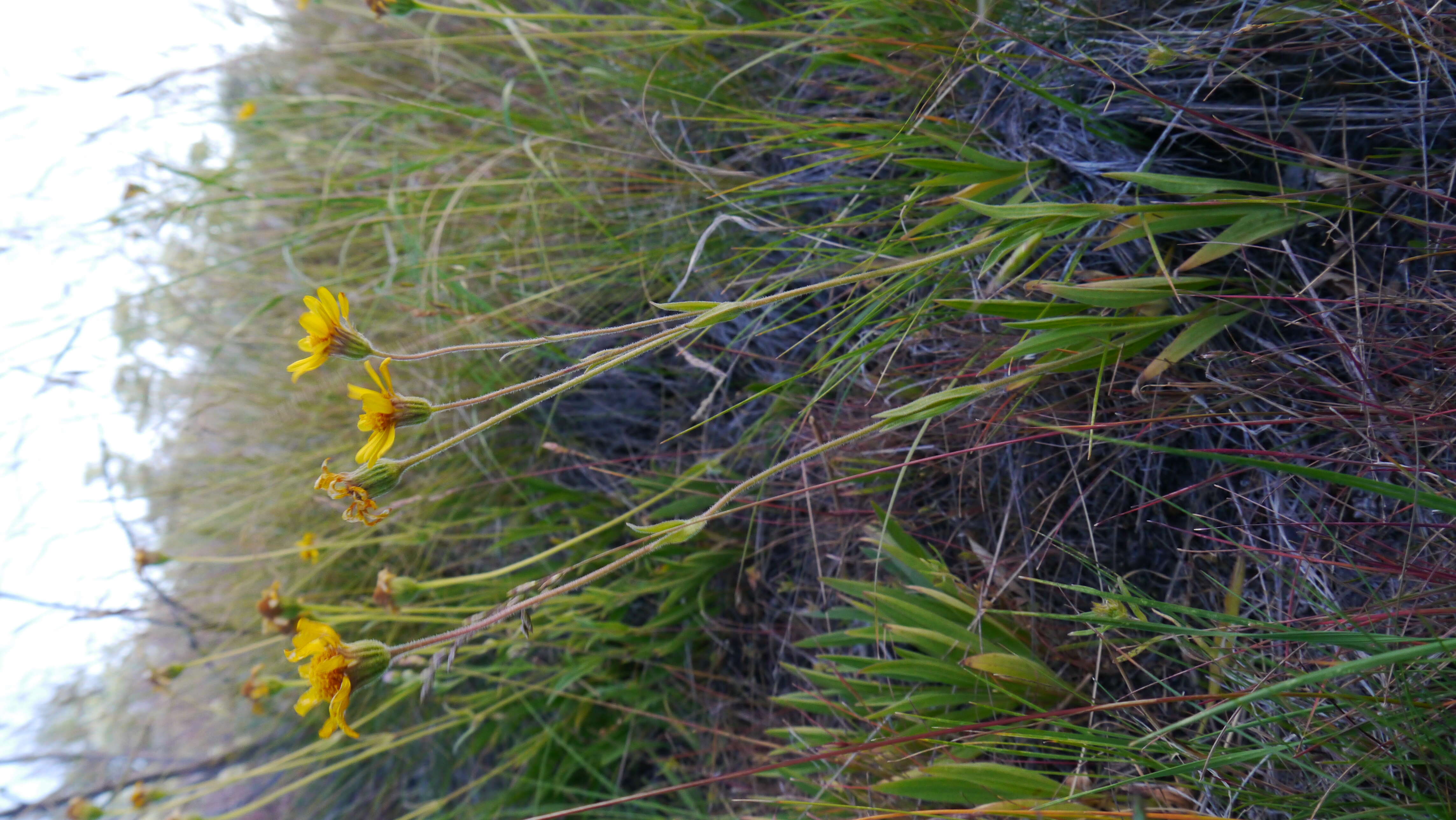 Image of twin arnica