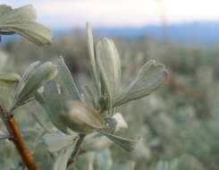 Imagem de Artemisia tridentata (Nutt.) W. A. Weber