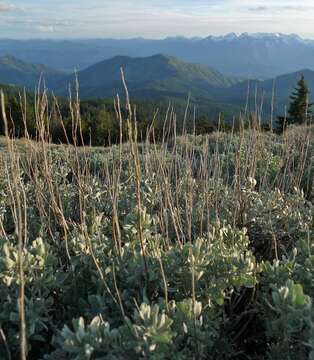 Imagem de Artemisia tridentata (Nutt.) W. A. Weber