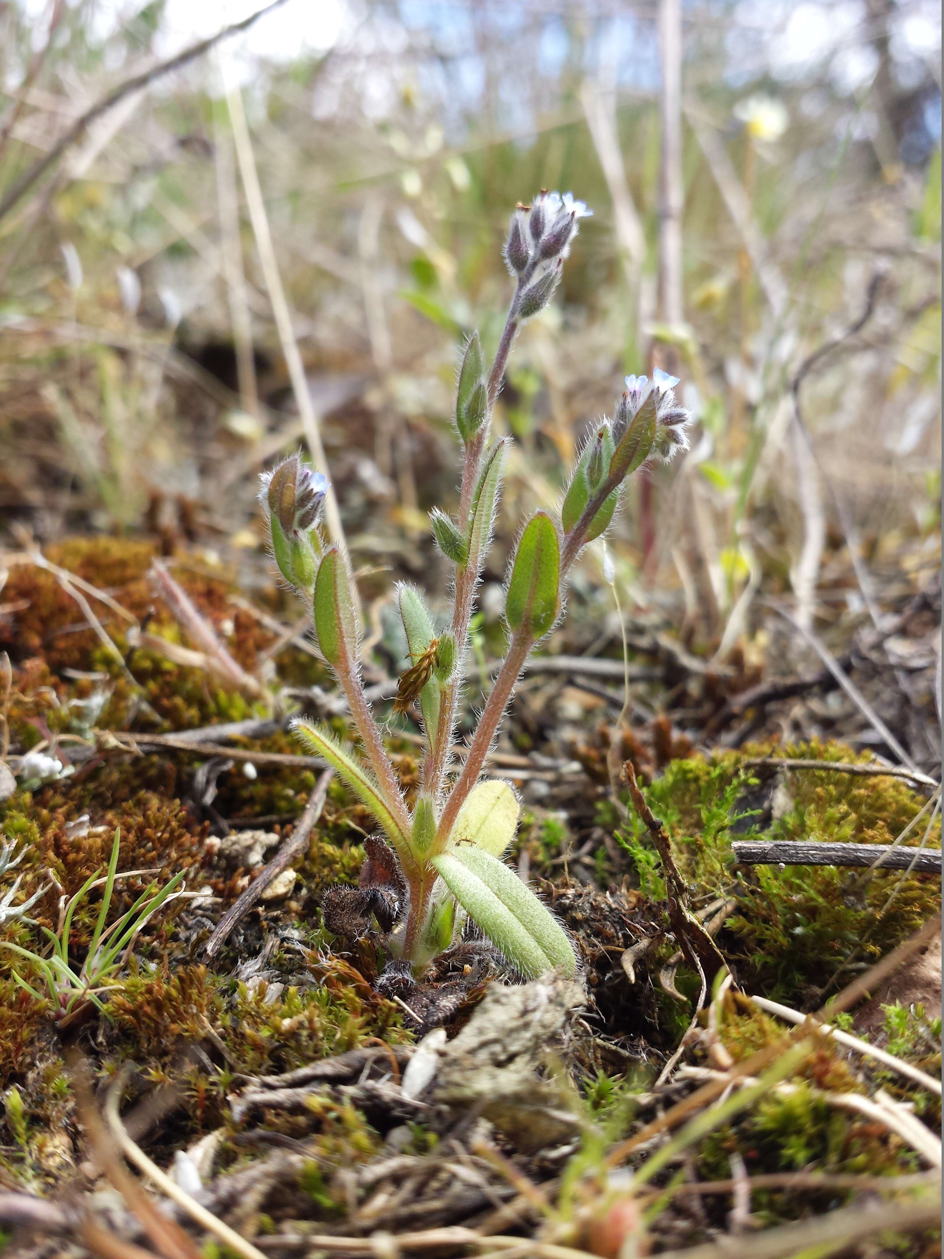 Image of strict forget-me-not