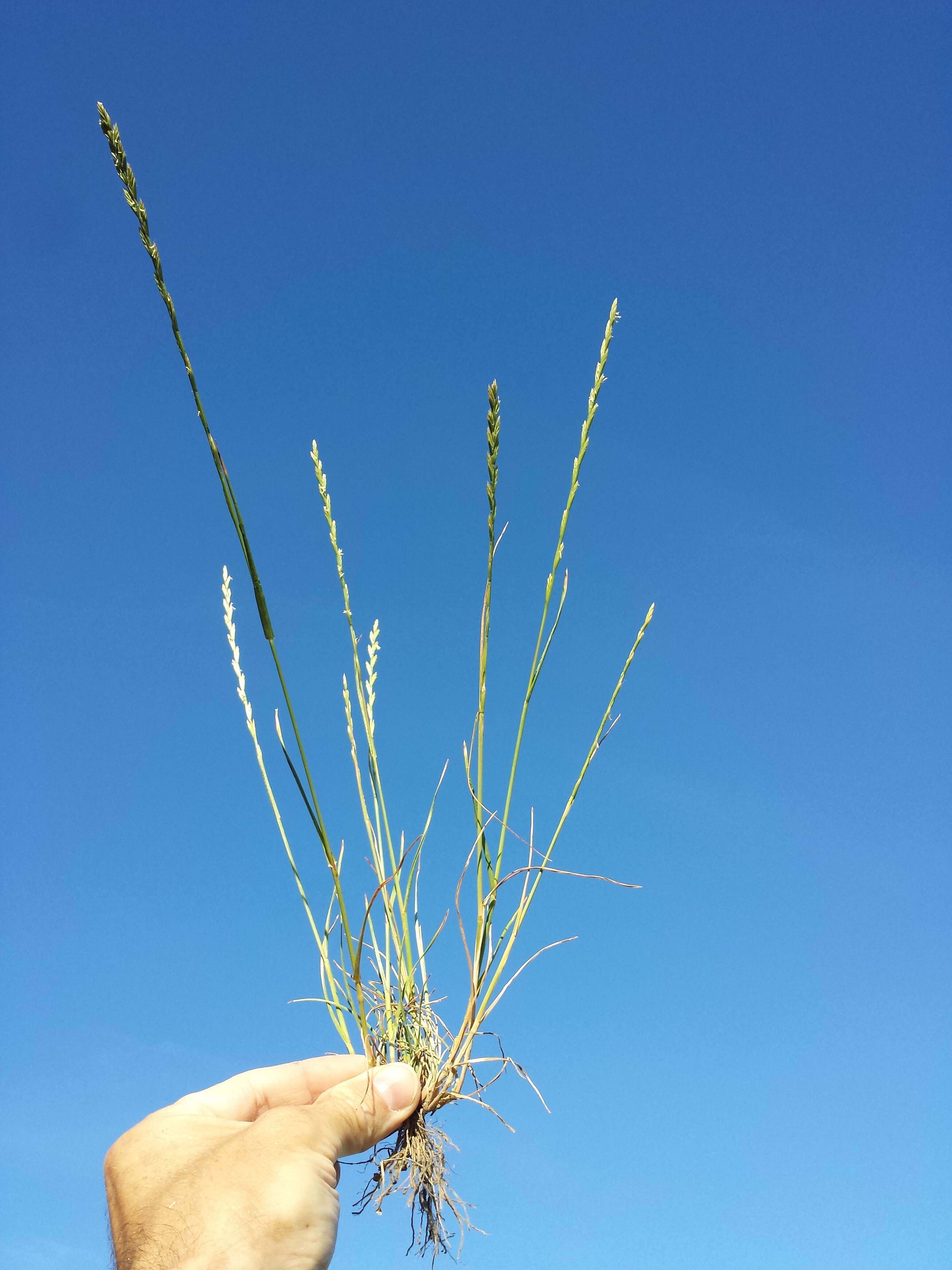 Image of perennial ryegrass