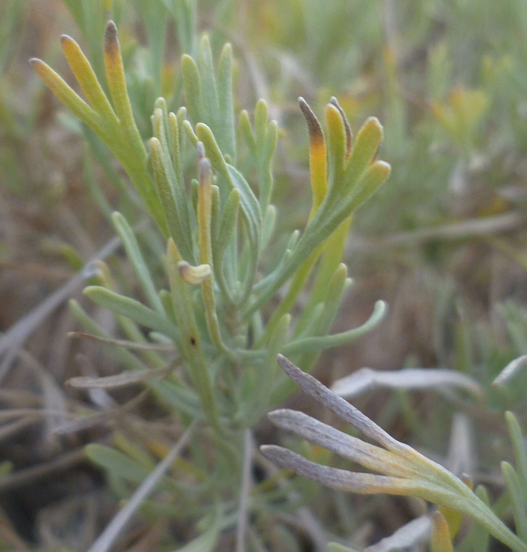 Image of threetip sagebrush