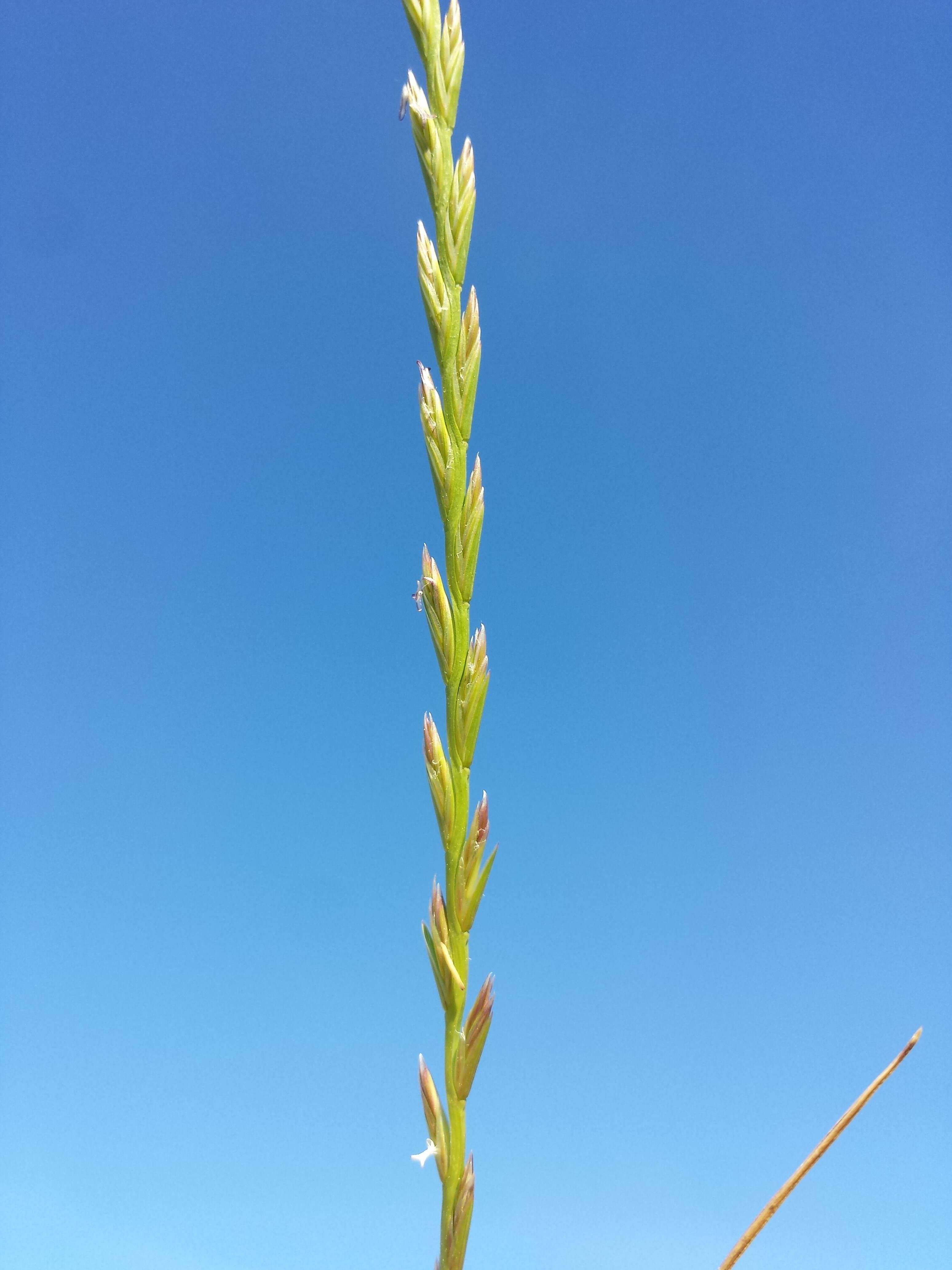 Image of perennial ryegrass