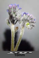 Image of field forget-me-not