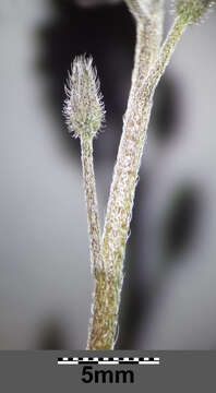 Image of field forget-me-not