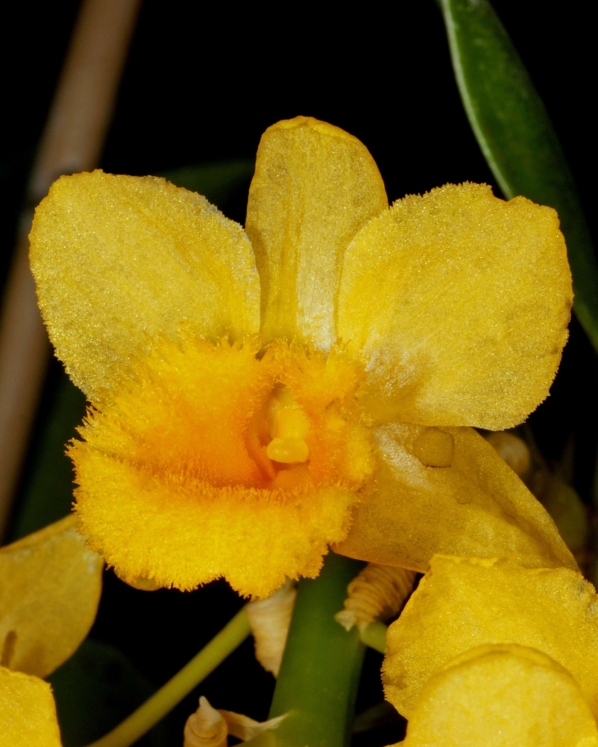 Image de Dendrobium densiflorum Lindl.