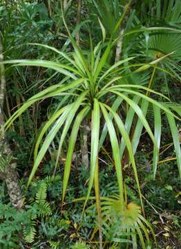 Image of Dracaena reflexa Lam.