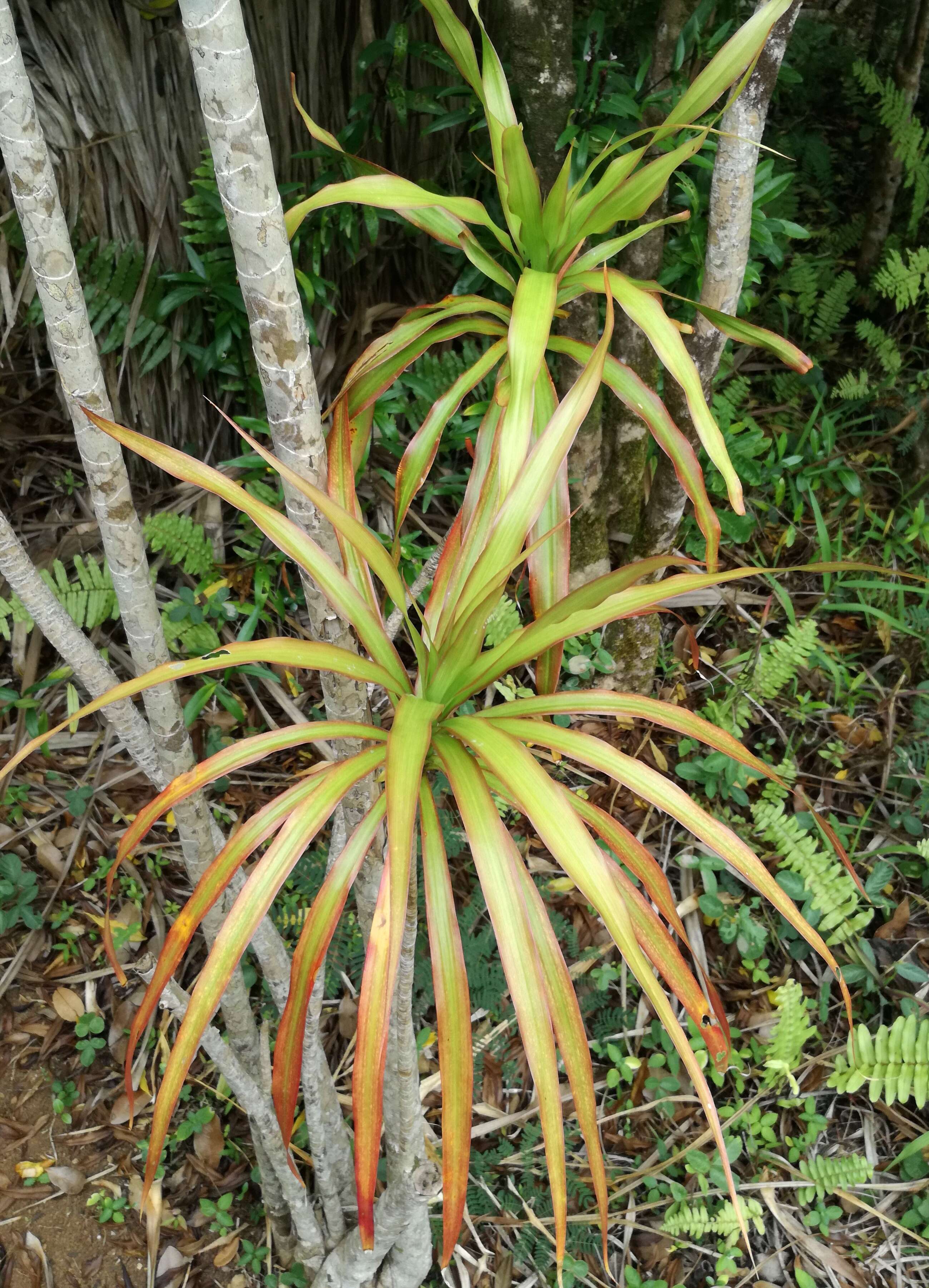 Image of Dracaena reflexa Lam.