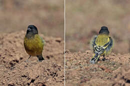 Image of Abyssinian Siskin