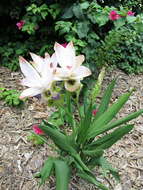 Imagem de Curcuma alismatifolia Gagnep.