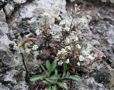 Image of Virginia pepperweed