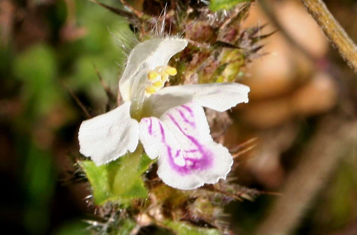 Image of Common hemp nettle