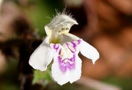 Image of Common hemp nettle