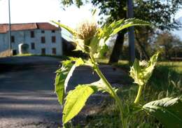 Image of Cabbage Thistle