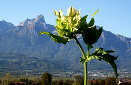 Image of Cabbage Thistle