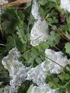 Image of Common Stork's-bill