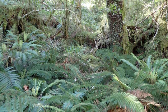 Image of Common Crape Fern