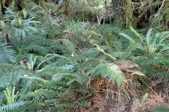 Image of Common Crape Fern