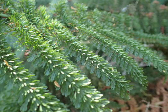 Image of Common Crape Fern