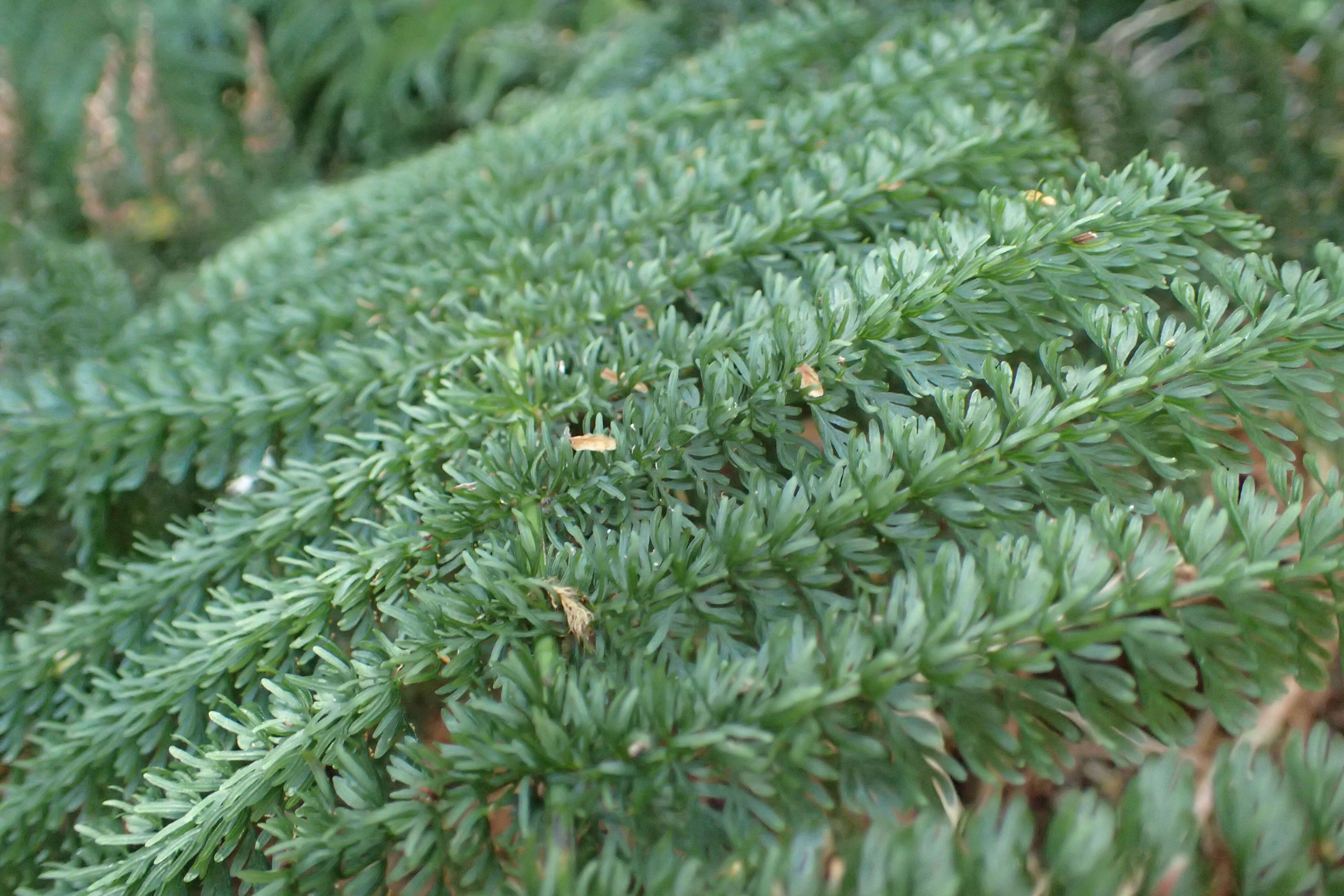 Image of Common Crape Fern