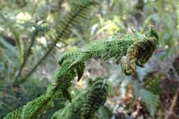 Image of Common Crape Fern