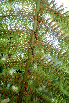 Image of Common Crape Fern