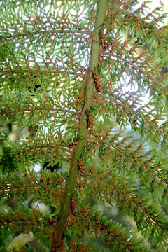 Image of Common Crape Fern