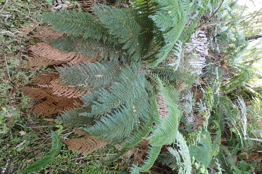 Image of Common Crape Fern