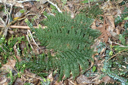 Image of Common Crape Fern