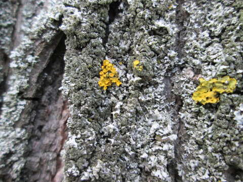 Image of orange wall lichen