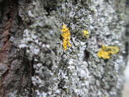 Image of orange wall lichen