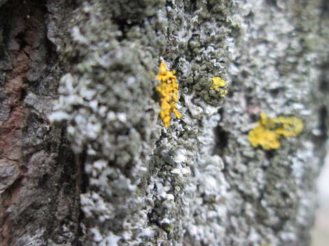 Image of orange wall lichen