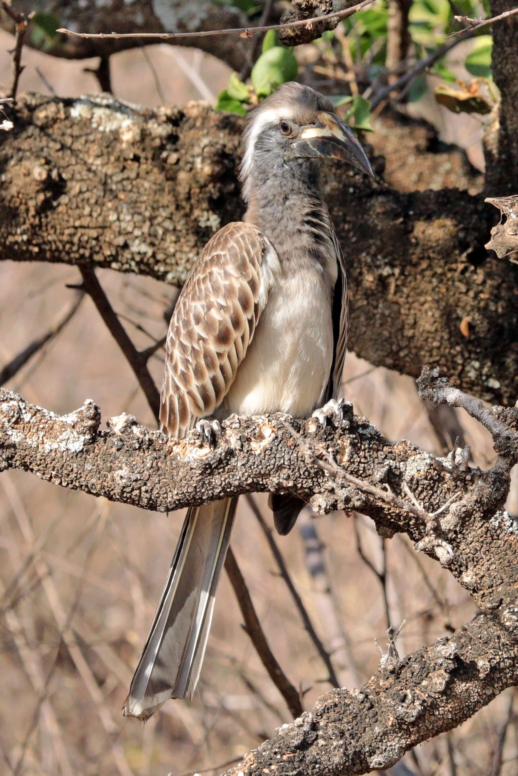 Image of African Grey Hornbill