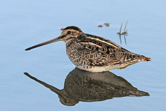 Gallinago nigripennis Bonaparte 1839 resmi